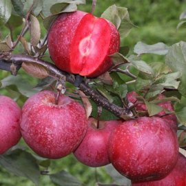Cordon Apple 'Tickled Pink'