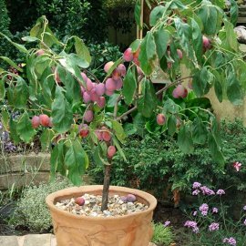 Sibley's Patio Plum 'Victoria'