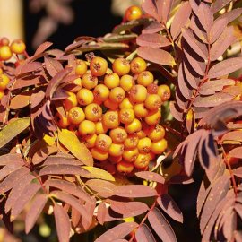 Sorbus 'Copper Kettle' (Mountain Ash Tree)