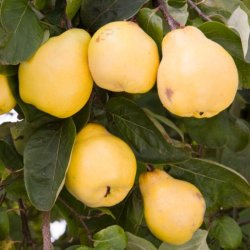 (image for) Quince Trees