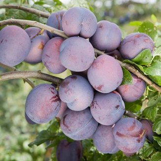 (image for) Plum Tree 'Guinevere' (Pot Grown)