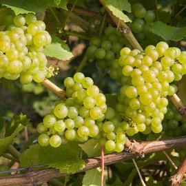 Grape Vine 'Chardonnay' (Pot Grown)
