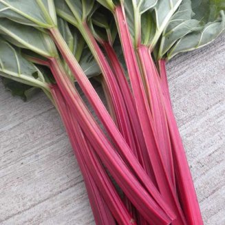 Rhubarb 'Livingstone' (9cm pot)