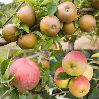(image for) English Heritage Apple Collection (3 Trees)