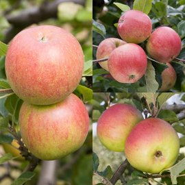 (image for) Family Apple (Gala/Lord Lambourne/Newton Wonder)