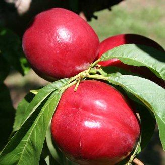 Nectarine Tree 'Fantasia'