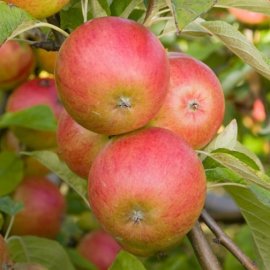 Apple Tree 'Pixie' (Pot Grown)