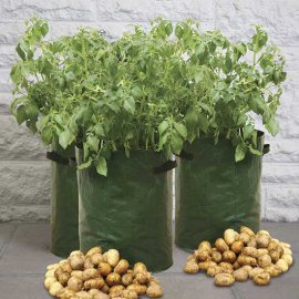 Potato Planters (pack of 3)