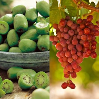 (image for) Climbing Fruit Collection (Kiwi & Grape)