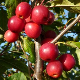 (image for) Malus 'Red Sentinel' (Pot Grown)