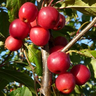 Malus 'Red Sentinel' (Pot Grown)