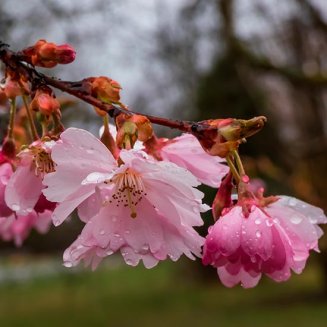 Prunus subhirtella 'Autumnalis Rosea' (Pot Grown) Winter Cherry