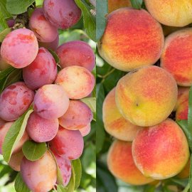(image for) Plum & Peach Collection (2 Trees)