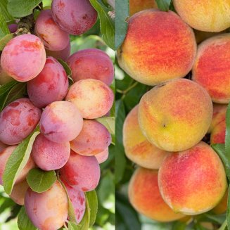 (image for) Plum & Peach Collection (2 Trees)