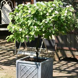 Sibley's Patio Quince 'Leskovac'