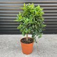(image for) Mandarin Orange Tree (Satsuma Orange)
