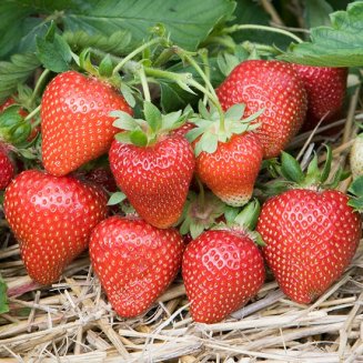 (image for) Strawberry Plants 'Sweetheart' (12 plants)