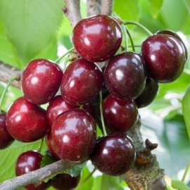 (image for) Cherry Tree 'Penny' (Pot Grown)