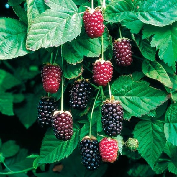 (image for) Boysenberry Thornless Bush