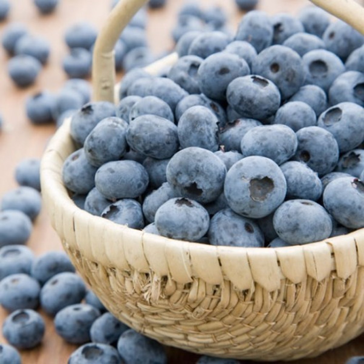 Bluecrop Blueberry Bush