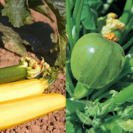 Colourful Courgette Collection (12 plants)