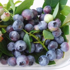 (image for) Blueberry Bush 'Sunshine Blue'