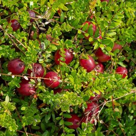 (image for) Cranberry Bush 'Pilgrim'