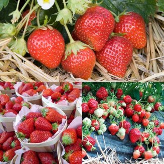 French Gourmet Strawberry Collection (18 plants)