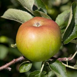 Apple Tree 'Bramley 20'