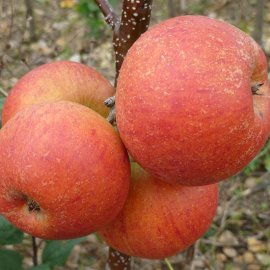 (image for) Stepover Apple 'Rubinette'