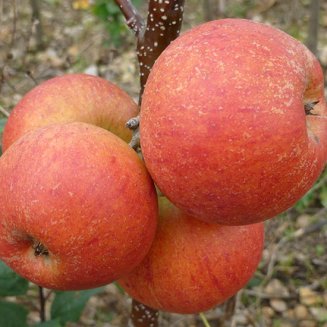 (image for) Stepover Apple 'Rubinette'