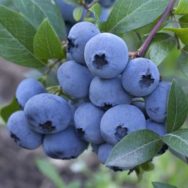 (image for) Blueberry Bush 'Aurora'