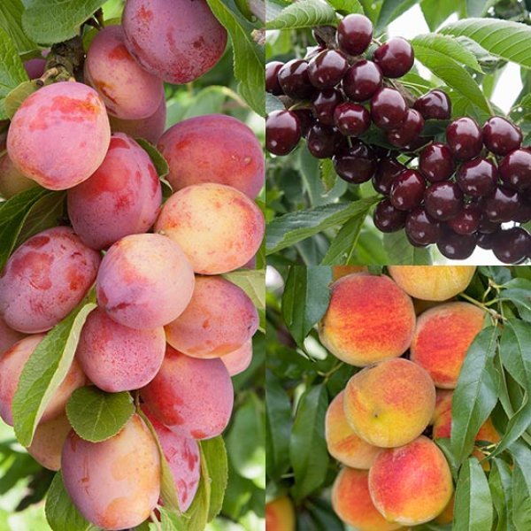 (image for) Plum, Cherry & Peach Collection (3 Trees)