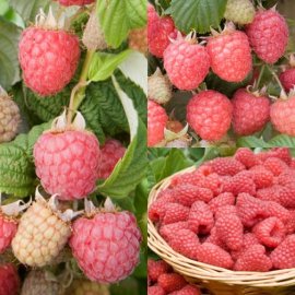 Summer Raspberry Collection (18 canes)