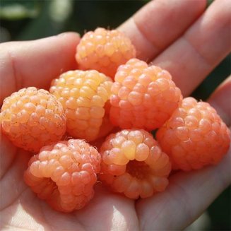 (image for) Raspberry Lowberry® 'Little Orangelina®'
