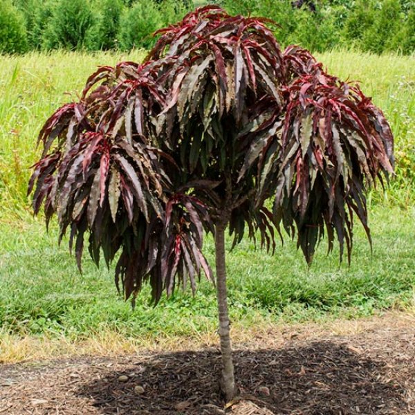 (image for) Dwarf Peach Tree 'Honey Red'