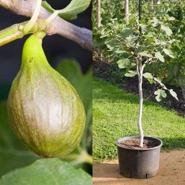 Standard Fig Tree 'Brown Turkey'