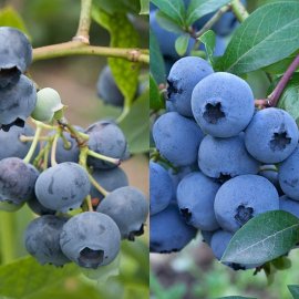 (image for) Nurseryman's Choice Blueberry Collection (2 plants)