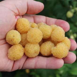 (image for) Patio Raspberry Lowberry® 'Goodasgold®'