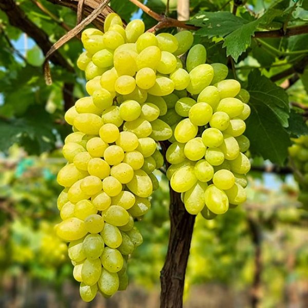 (image for) Grape Vine 'Regal Seedless' (Pot Grown)
