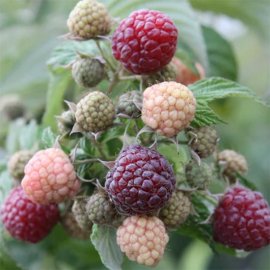 (image for) Purple Raspberry 'Autumn Passion®'