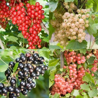 (image for) Currant Collection (4 Bushes)