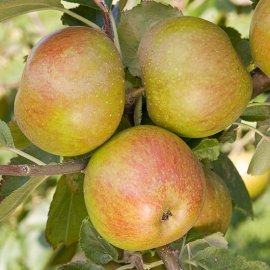 Apple Tree 'Belle de Boskoop'