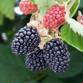 (image for) Blackberry Bush 'Triple Crown'