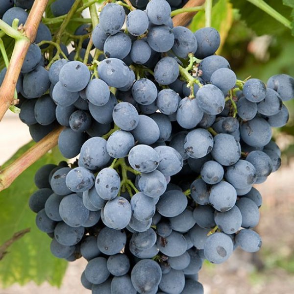 Grape Vine 'Autumn Royal' (Pot Grown)