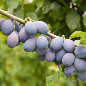 Cordon Damson 'Prune Damson'