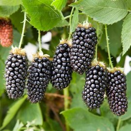 (image for) Blackberry Bush 'Karaka Black'