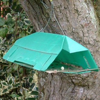 Plum Fruit Moth Trap