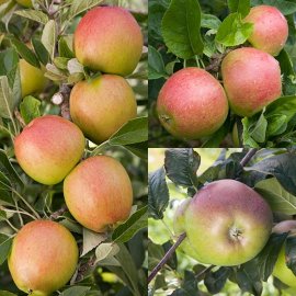 (image for) Family Apple (Charles Ross/Braeburn/Howgate Wonder)