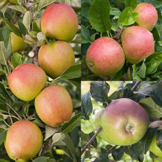 (image for) Family Apple (Charles Ross/Braeburn/Howgate Wonder)